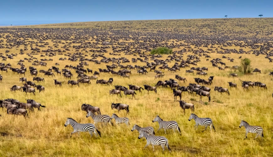14 days Kenya wildlife safari and Mombasa