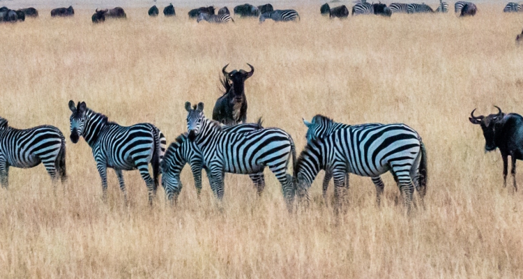 15 days kenya wildlife safari